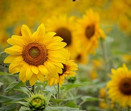 Sonnenblumen - Hyperlink zu Angebot Pranic Healing Basiskurs