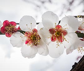 Zwei weisse Blüten - Hyperlink zu Angebot Pranic Healing Fortbildungskurs