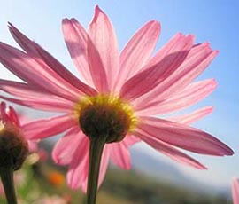 Rosa Blume - Hyperlink zu Angebot Meditation über zwei Herzen