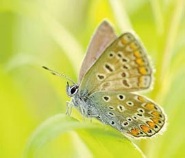 Grüner Schmetterling - Hyperlink zu Event Pranic Healing Übungstreffen