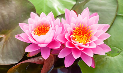 Zwei rosa Lotusblüten
