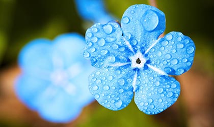 Blaue Blume mit Tautropfen