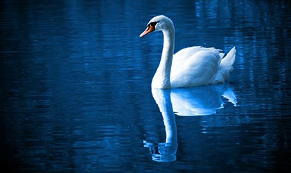 Schwan schwimmt auf dem See