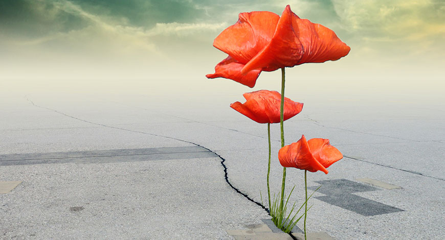 Roter Mohn wächst aus Riss im Beton