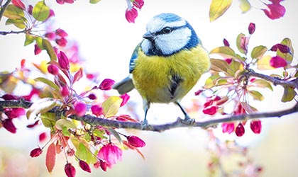 Blaumeise sitz auf rosa blühendem Ast