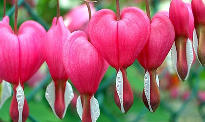 Tränendes Herz Blume
