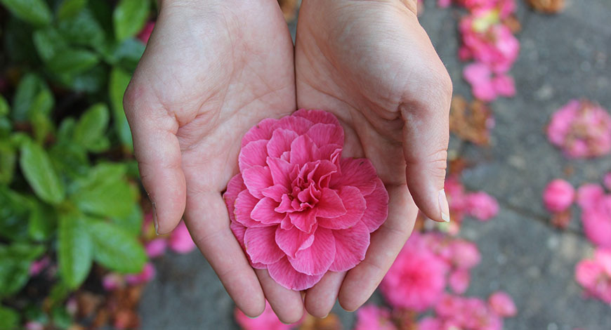 Zwei Hände mit rosa Blume darin