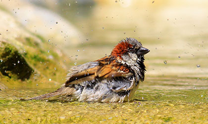 Spatz nimmt ein Wasserbad