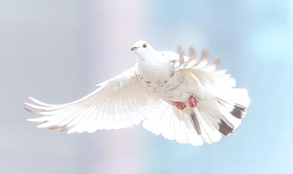 Weisse Taube im Flug