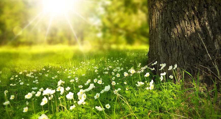 Strahlendes Licht fällt auf Wiese und auf weisse Waldblumen unter einem Baum