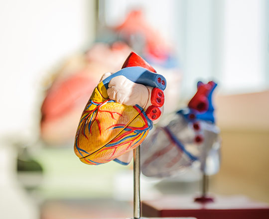 Anatomie Herzmodell