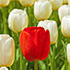 Rote Tulpe im weissen Tulpenfeld - Hyperlink zu Was ist Pranic Healing
