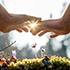 Zwei Hände im Sonnenlicht - Hyperlink zu Weshalb Pranic Healing
