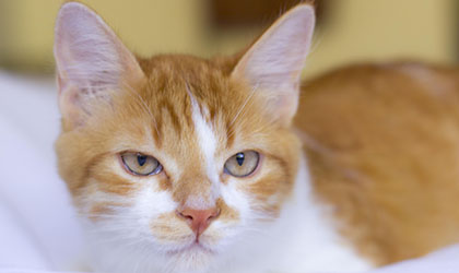 Katzengesicht