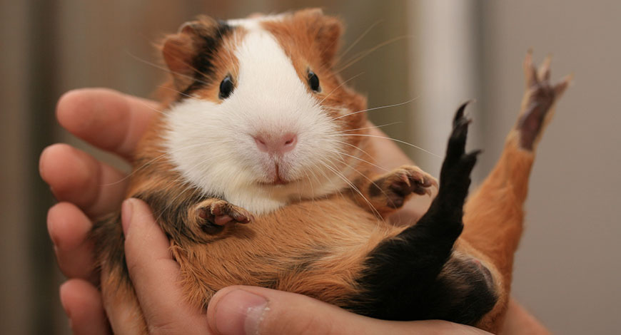 Meerschweinchen haltend in den Händen