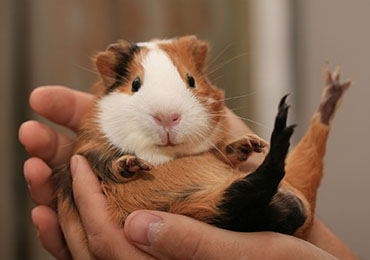 Meerschweinchen haltend in den Händen - Hyperlink zu Pranic Healing Anwendungsbereich Tiere